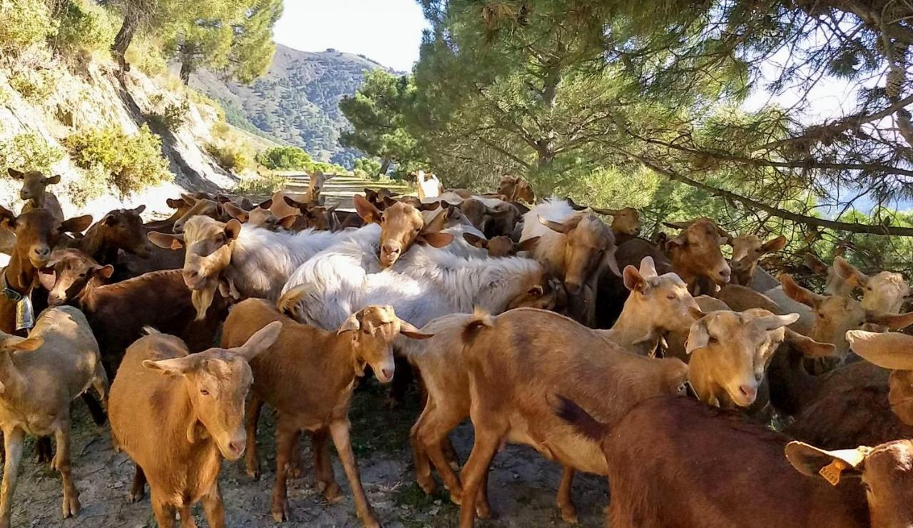 Casa Trigo Villa Cómpeta Dış mekan fotoğraf