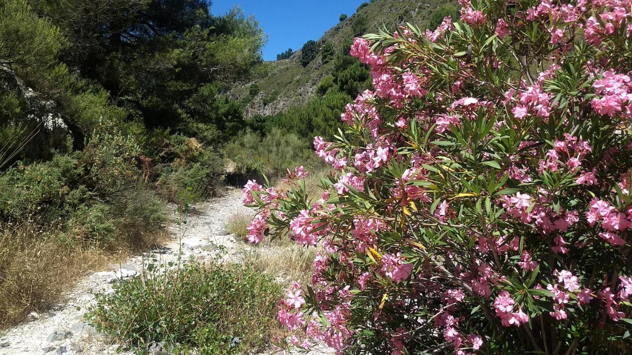 Casa Trigo Villa Cómpeta Dış mekan fotoğraf