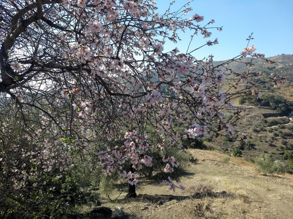 Casa Trigo Villa Cómpeta Dış mekan fotoğraf